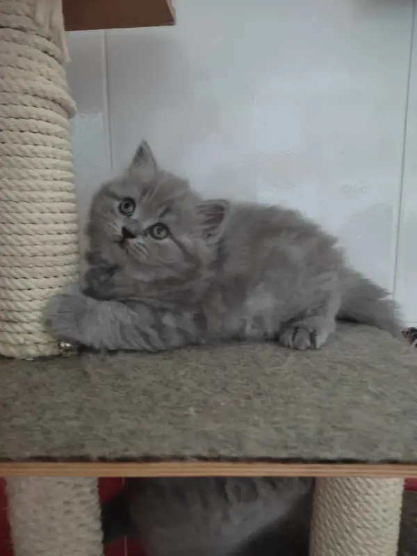 Элитный британский котенок