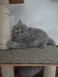 Элитный британский котенок