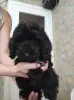 Карликовый пудель (девочки)