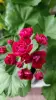 Герань розебудная бордовая,-сорт Monseruds Rosen