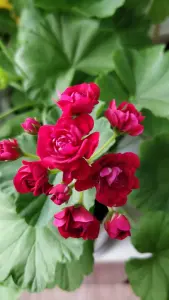 Герань розебудная бордовая,-сорт Monseruds Rosen