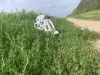 Лошадка на палке ХоббиХорс
