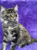 Мейн-Кун котята