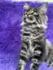 Мейн-Кун котята