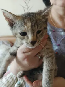 Отдам в добрые руки.