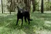 Прекрасная юная собака Наоми в дар