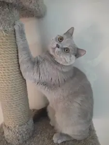 Британский кот
