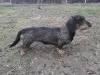 Щенки жесткошерстной таксы