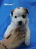 Щенки Джек Рассел терьера