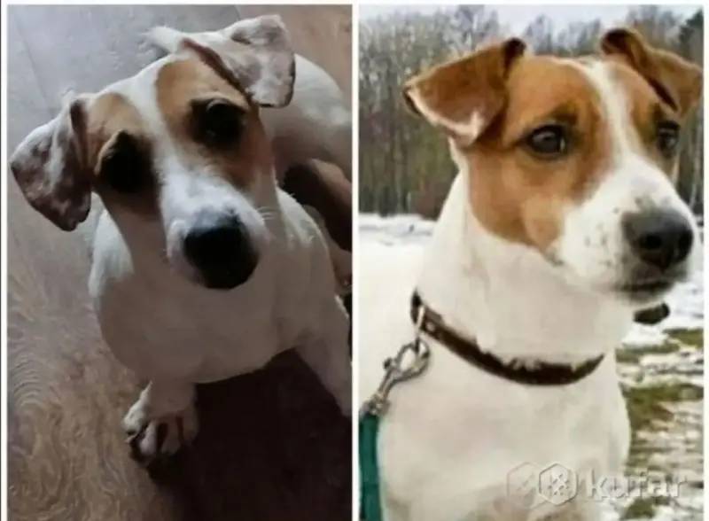 Джек рассел терьеры