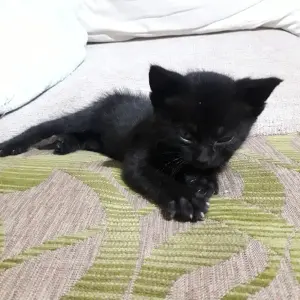 Котенок маленькая в добрые руки, СРОЧНО