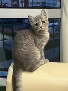 Кошка