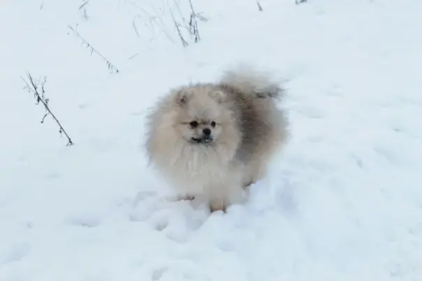 Померанский шпиц мальчик мини мишка