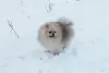 Померанский шпиц мальчик мини мишка