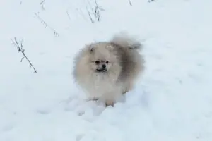 Померанский шпиц мальчик мини мишка