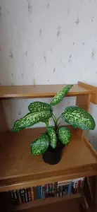 Диффенбахия