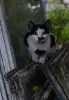Котик в дар