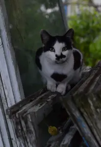 Котик в дар