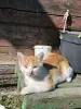 котенок в дар