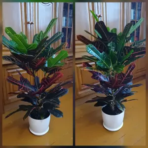 Кротон Экселент