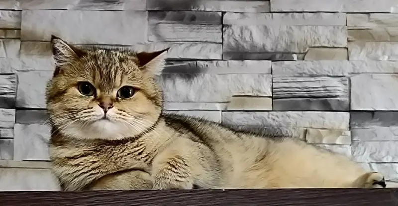 Шотландская кошка в добрые руки