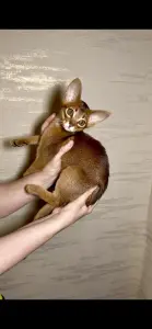 Абиссинкий котёнок