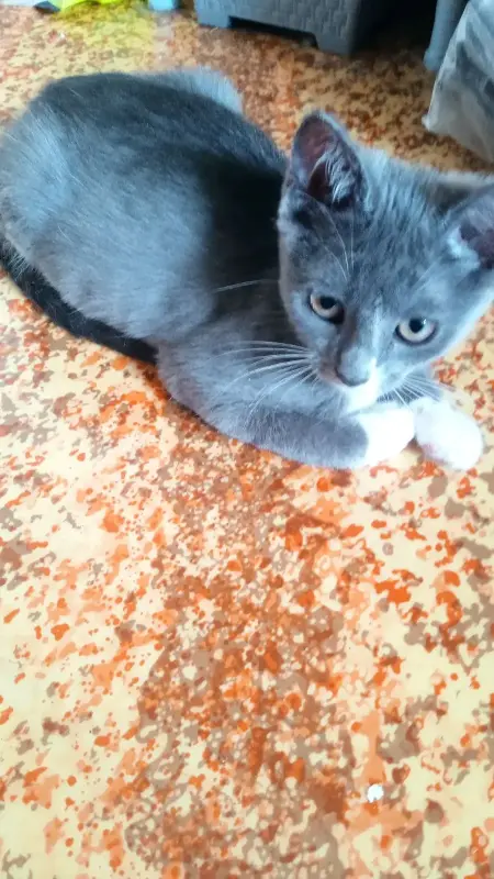Котята в дар
