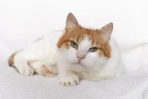 Рыжий котик Сеня срочно ищет дом