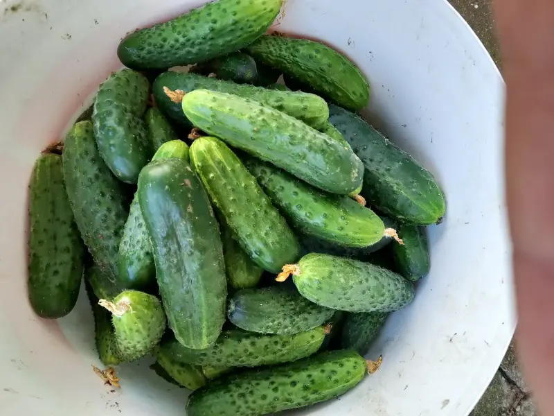 Огурцы и кабачки домашние,грунтовые.