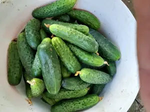 Огурцы и кабачки домашние,грунтовые.