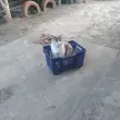 Дарья Железко
