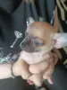 Чихуахуа щеночки