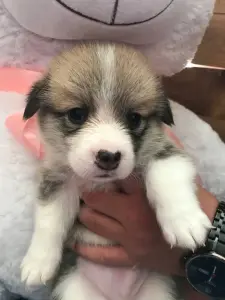 Щенки корги