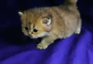 Шотландские котята