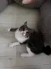 Кошка породы курильский бобтейл