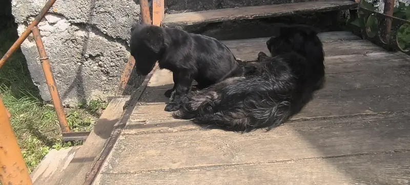 Щенок в добрые руки Бесплатно