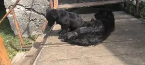 Щенок в добрые руки Бесплатно