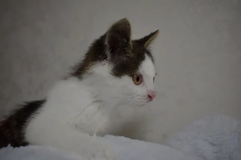 Замурчательный котенок ищет дом и любящих хозяев