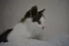 Замурчательный котенок ищет дом и любящих хозяев
