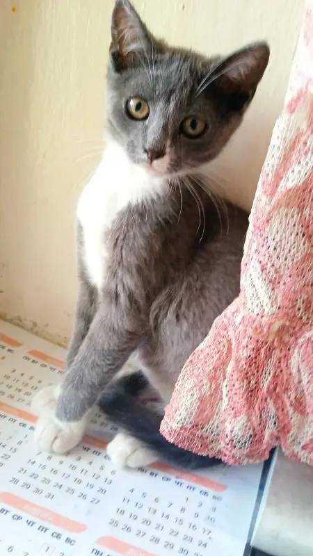 Котята в дар