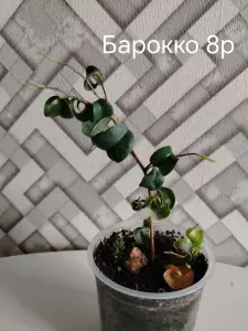Фикусы сортовые