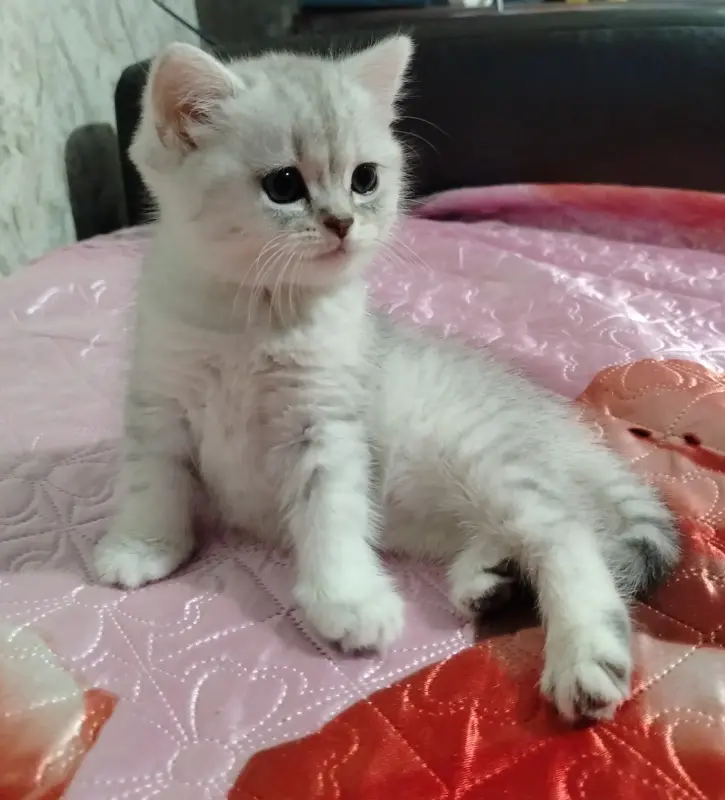 Шотландский скоттиш-страйт кот