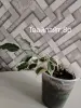 Фикусы сортовые