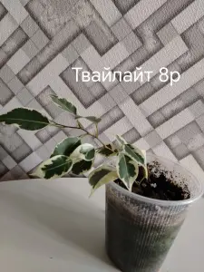 Фикусы сортовые