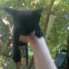 Котята от 1 до 2,5 месяца в добрые руки