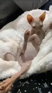 кошка ищет дом