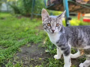 Котёнок