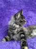 Мейн-Кун котята