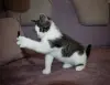 Замурчательный котенок ищет дом и любящих хозяев