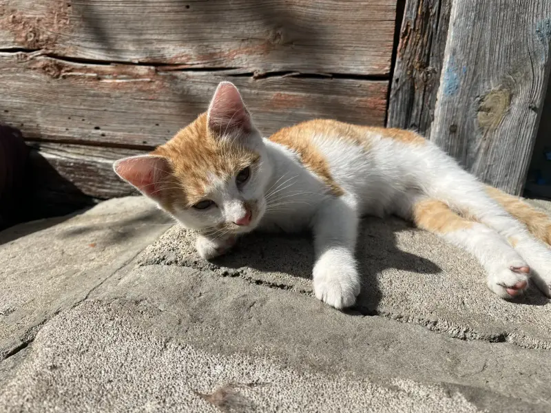 котенок в дар
